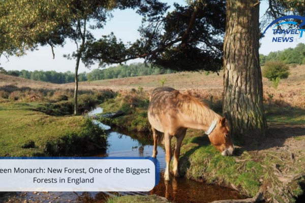 biggest forests in england