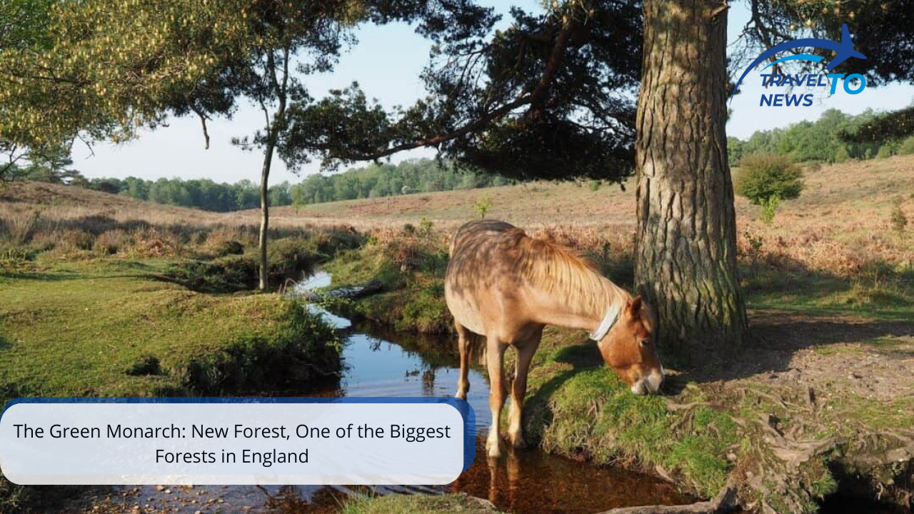 biggest forests in england